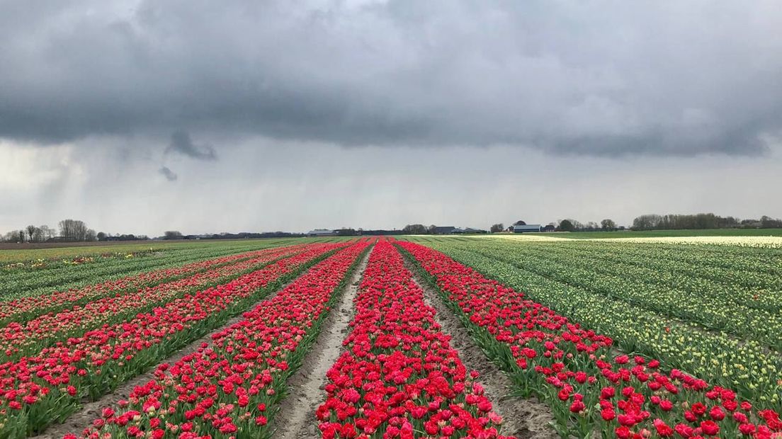 Tulpenvelden op Het Hogeland