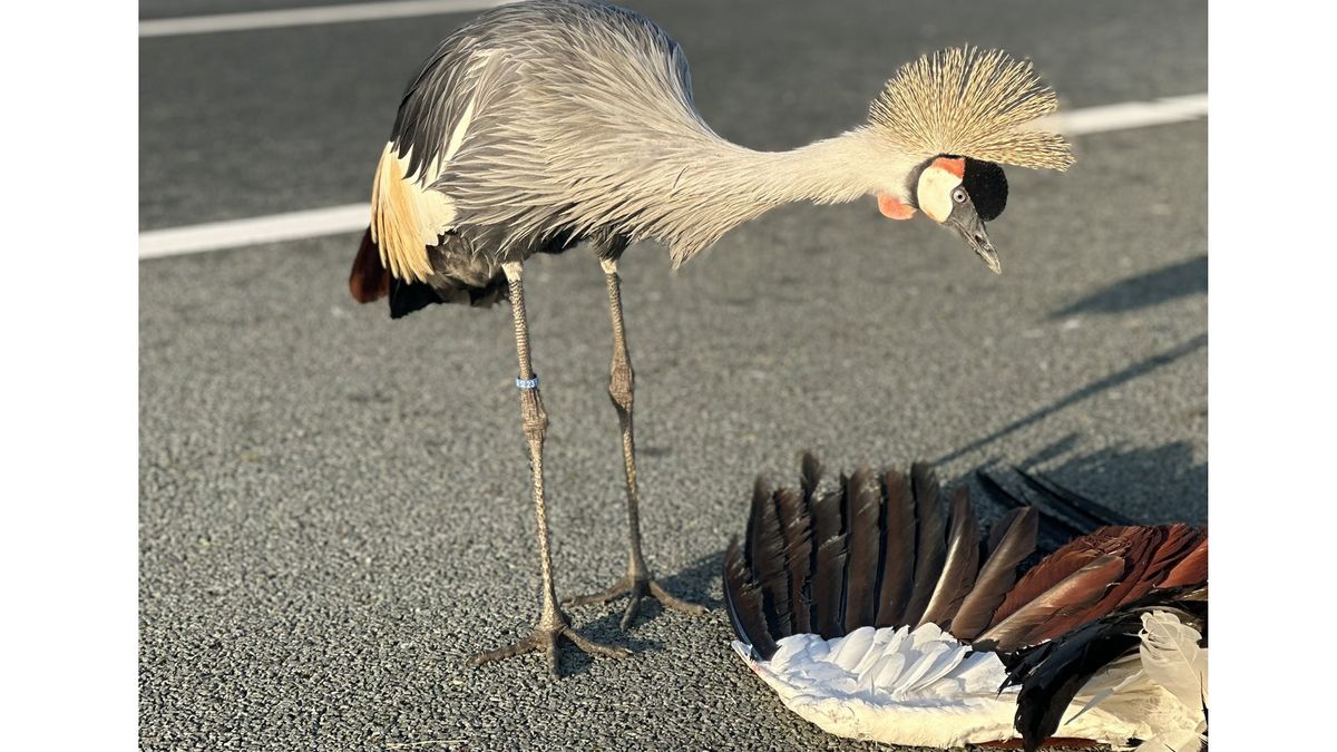 Kraanvogel doodgereden op A2 bij Breukelen