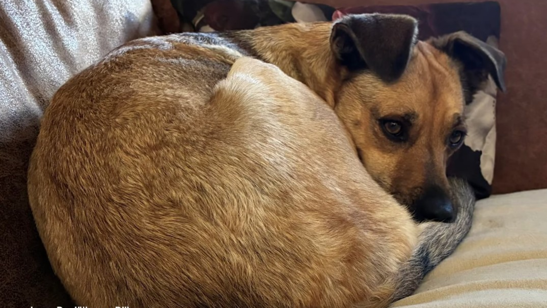 Luka ligt nog bij te komen op de bank.