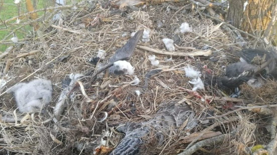 Het nest van de zeearend, met naast het dode kuiken prooiresten van de brandgans