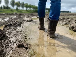 'Stille ramp' voor boeren: kletsnatte akkers vergroten kans op agressieve aardappelziekte
