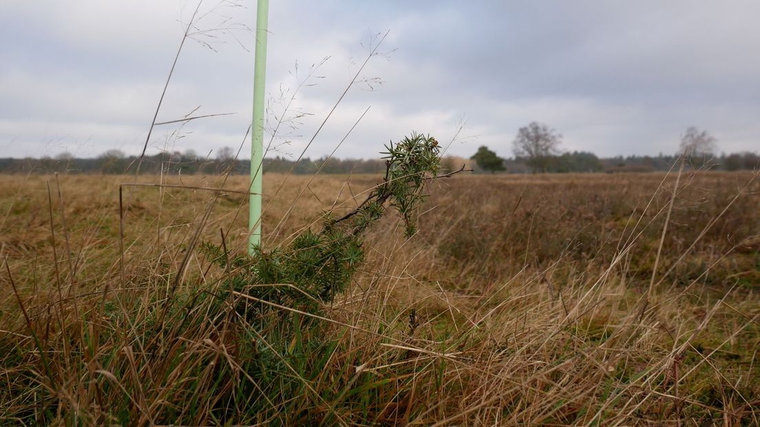 De struik is nu nog maar tientallen centimeters groot