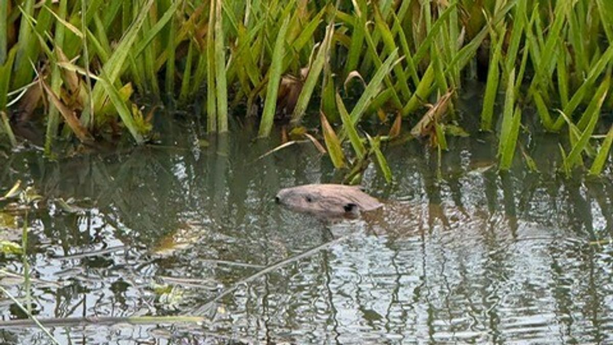Bever dood na aanrijding bij De Onlanden