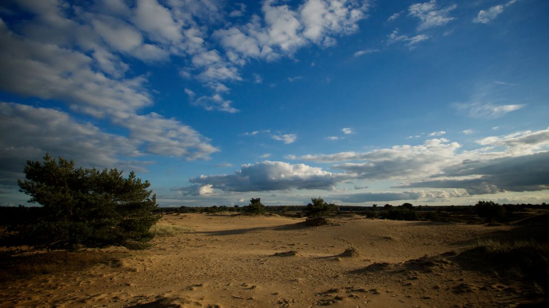 De natuur in het Drents-Friese Wold wordt hersteld (Rechten: Flickr.com/Fred van Os)