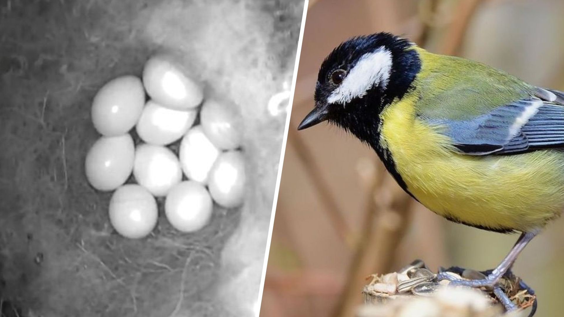 Koolmees verrast met 10 eieren in nestkast, maar gaan de kuikentjes het redden?