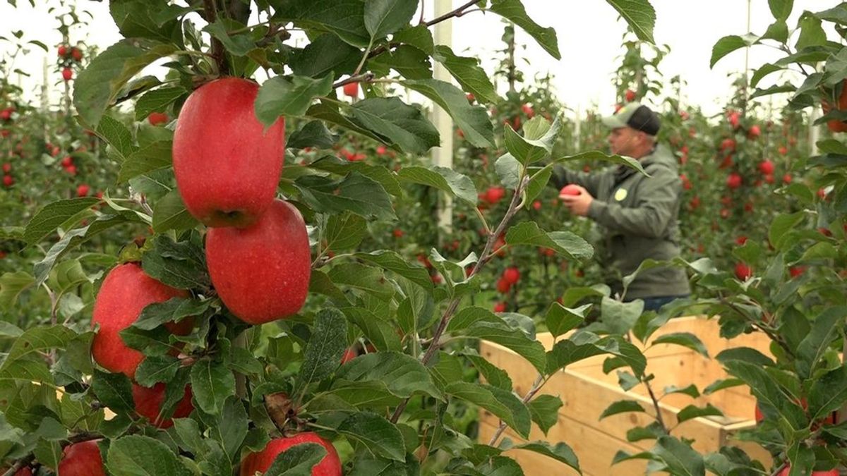 Tessa wordt geplukt, maar het is niet wat je denkt