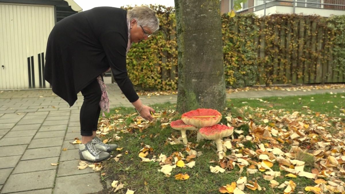 Gigantische paddenstoel in Nijeveen trekt veel bekijks
