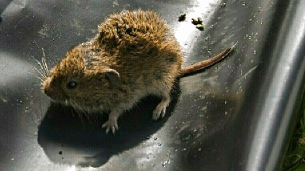 Muizenplaag op komst: alleen het weer kan ze nog tegenhouden