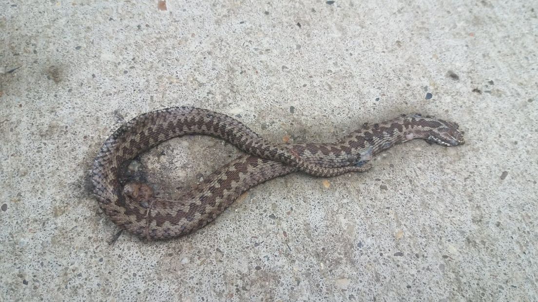 Boswachters op de Stroese Heide maken zich grote zorgen om de vele dode adders. De slangen steeds vaker overreden door fietsers. Staatsbosbeheer is daarom een onderzoek gestart.