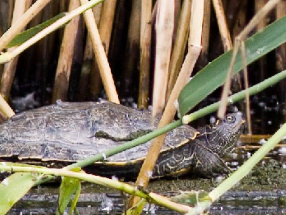 Zaagrugschildpad in het Zuiderpark. Foto Garry Bakker / Bureau Stadsnatuur