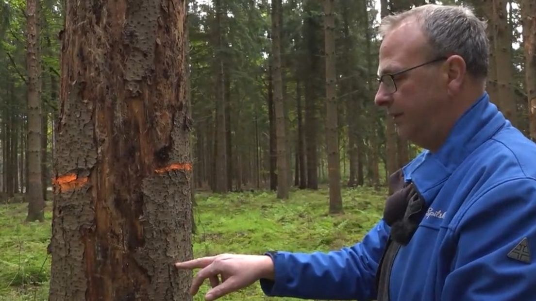 De Letterzetter zorgt voor schade in de bossen (Rechten: RTV Drenthe)