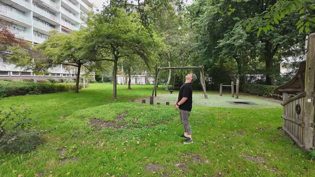 Het hoornaarsnest hangt precies boven de speeltuin