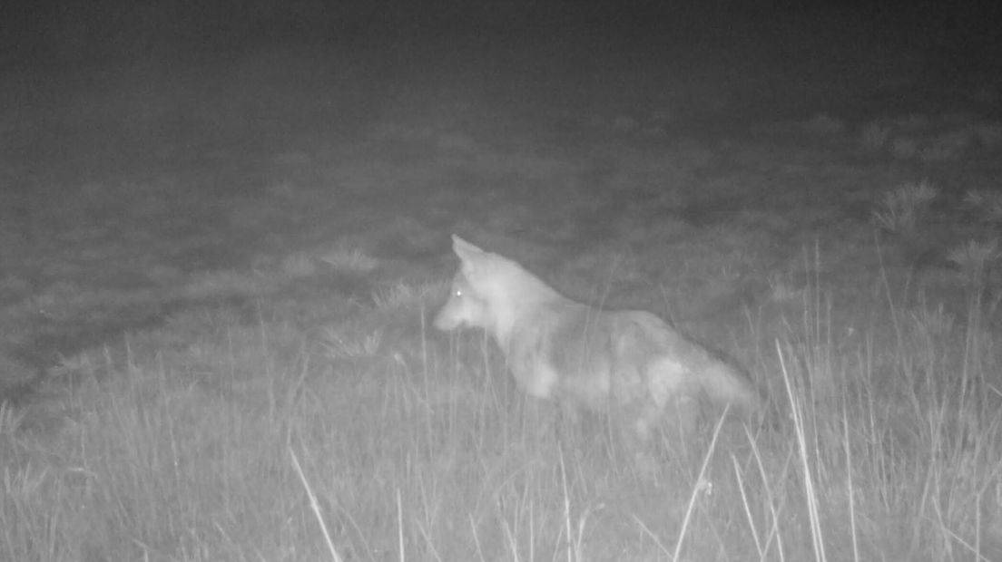 Een wolf in Midden-Drenthe