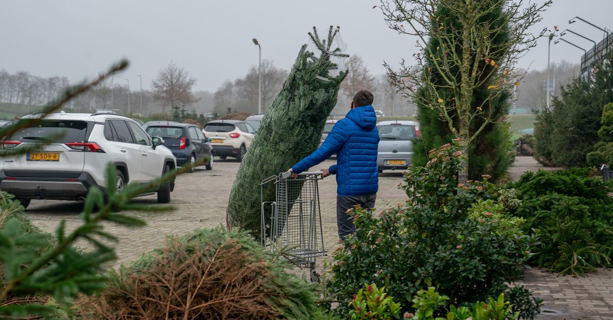 Engerling gooit roet in het eten van kerstboomteelt: 'Zitten ze in je