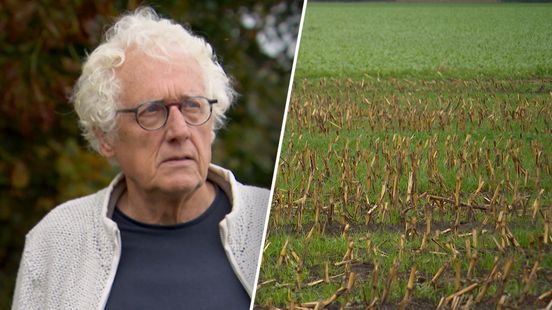 Buurt bezorgd om 'giftige' lelieteelt: 'Wij ademen deze lucht in'