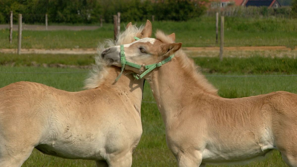 Een wei vol veulens in Vrouwenpolder: 'Ze zijn schattig, maar ook beetje brutaal'