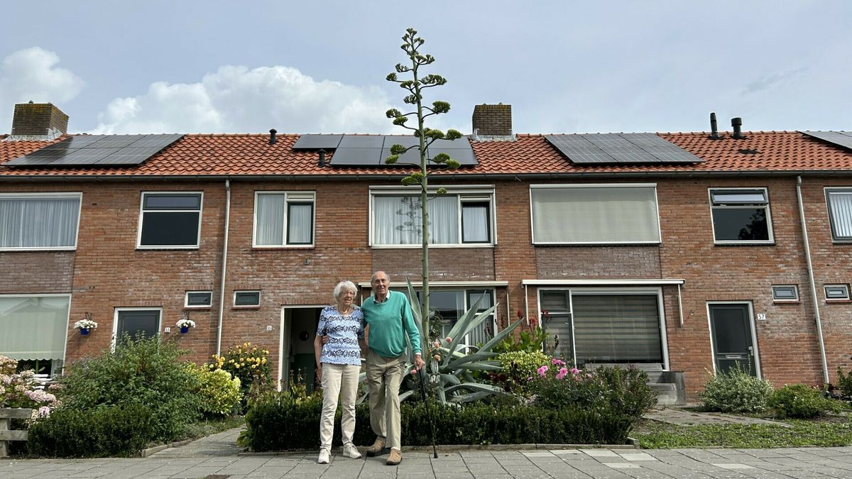 Schok voor Rina en Gideon: na ruim veertig jaar bloeit hun agaveplant ineens dodelijk mooi