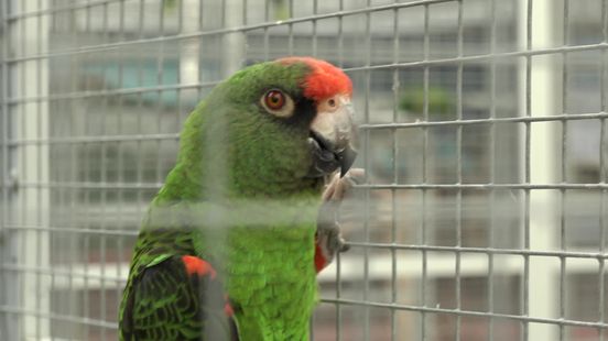 Voeren, knuffelen en bewonderen: open dag World of Birds Erica groot succes