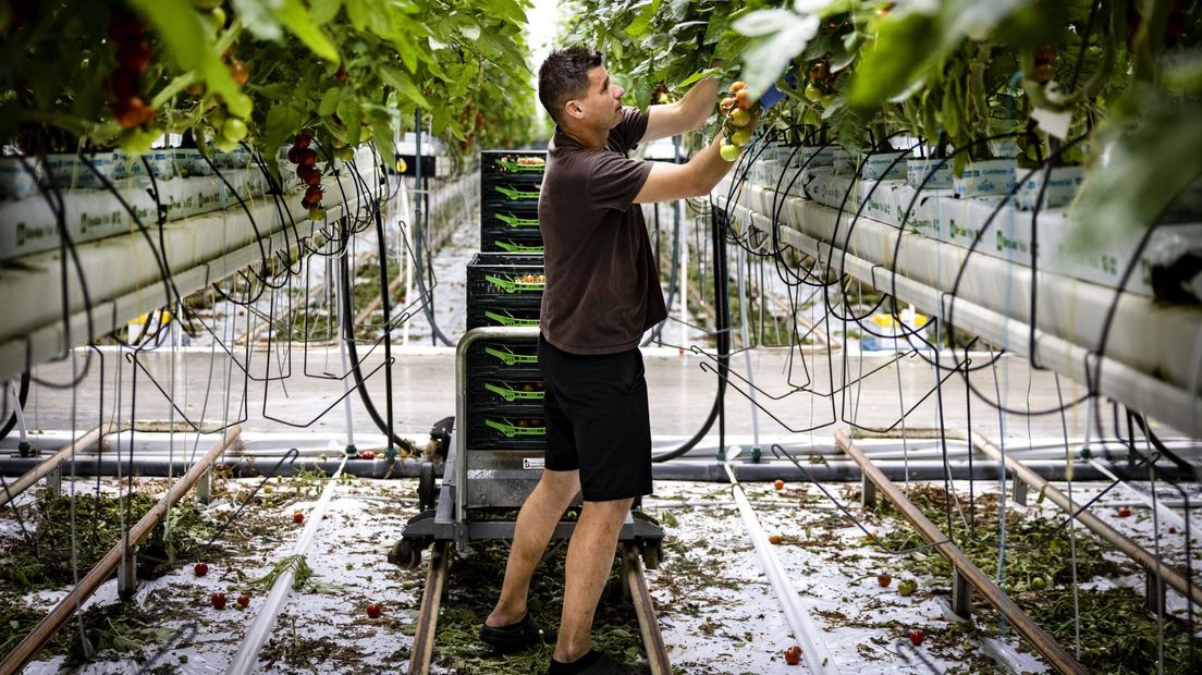 Een medewerker plukt tomaten in een kas van een tuinbouwbedrijf CombiVliet