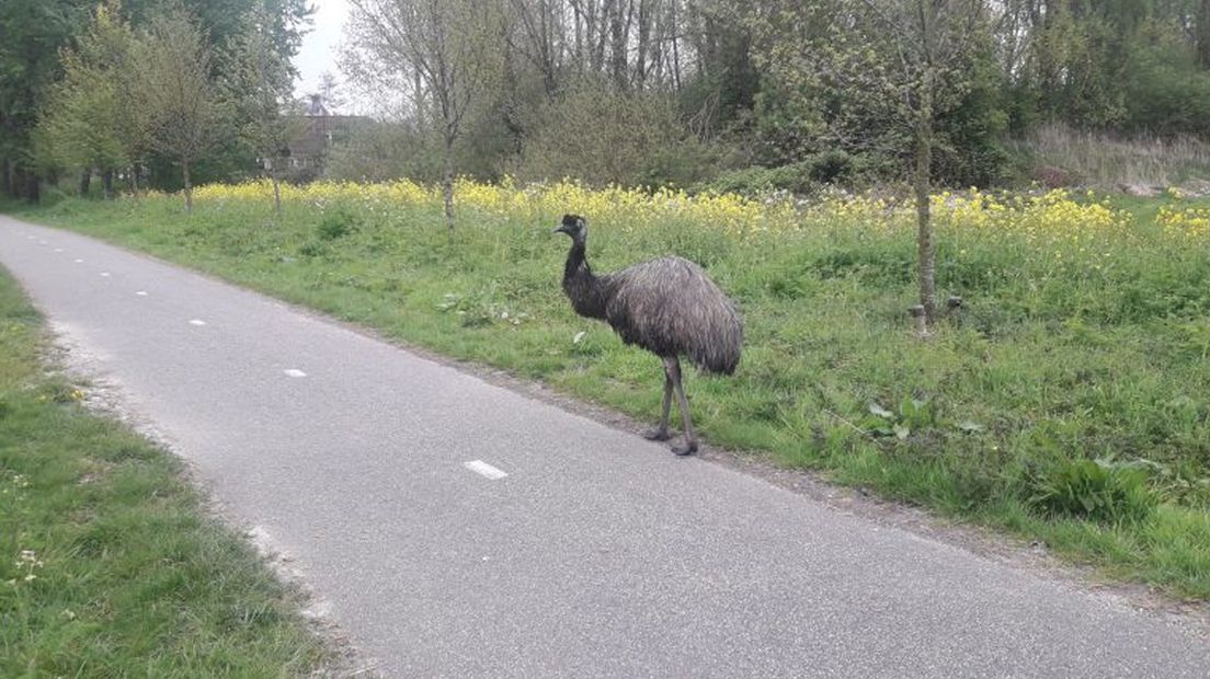 De emoe op het Floriadepad in Zoetermeer