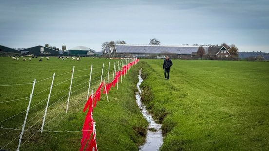 Slecht nieuws voor de wolf: het vee in Fryslân wordt steeds beter beschermd Nieuws