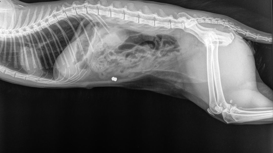 Röntgenfoto van de beschoten kat Jermy