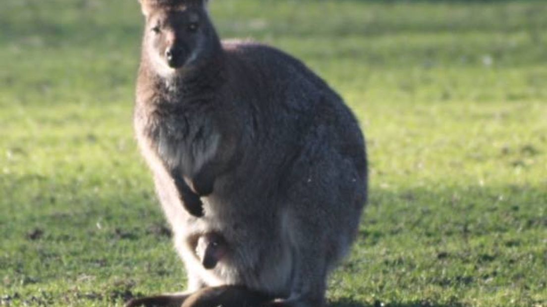 Wallaby Ascha en haar jong (Rechten: Astrid Ottes)