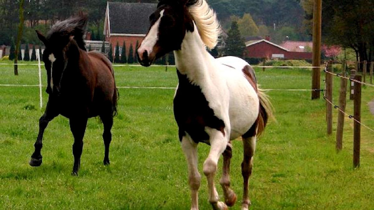 Paardenrecreatie in Rheezerveen