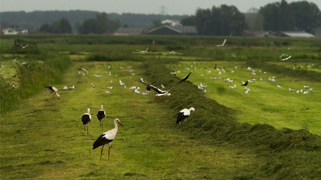 Ooievaars op een vers gemaaid weiland in de Eempolder, archiefbeeld.