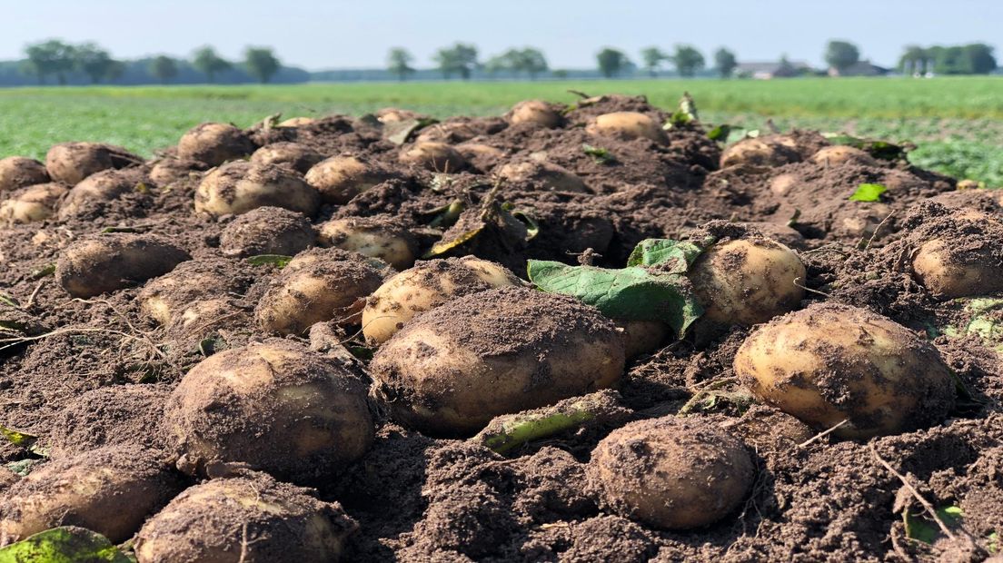 Aardappelen op het land