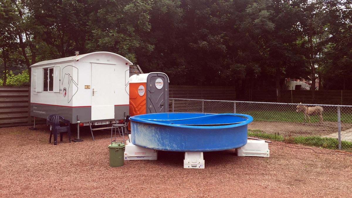 Zeehonden Termunten naar Pieterburen, Stellendam en Texel