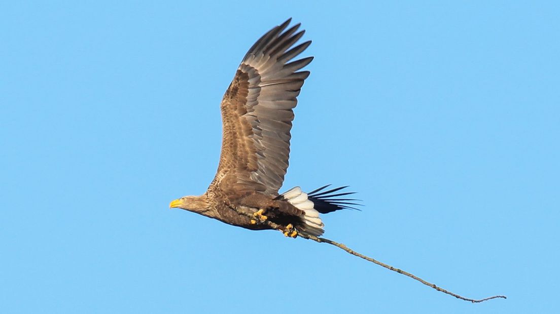 Zeearend met tak voor nest.