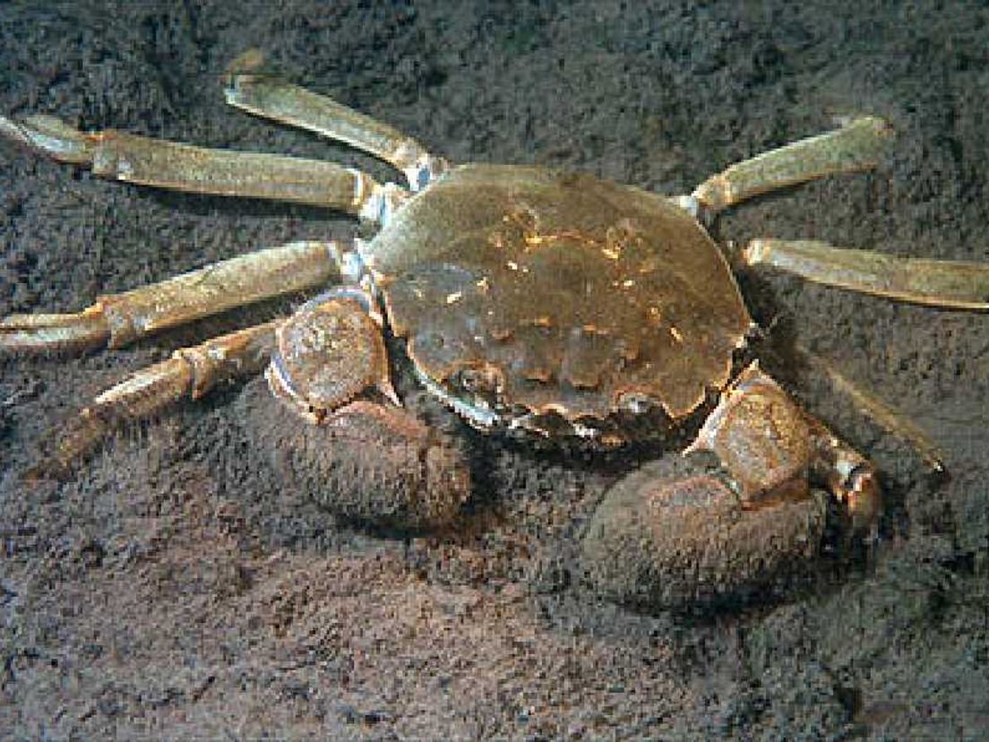De Wolhandkrab