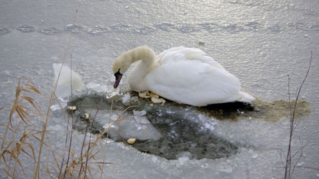 Zwaan bevrijd uit ijs Bolksbeek