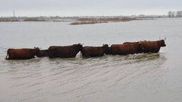 150 konikpaarden en koeien gered van hoogwater