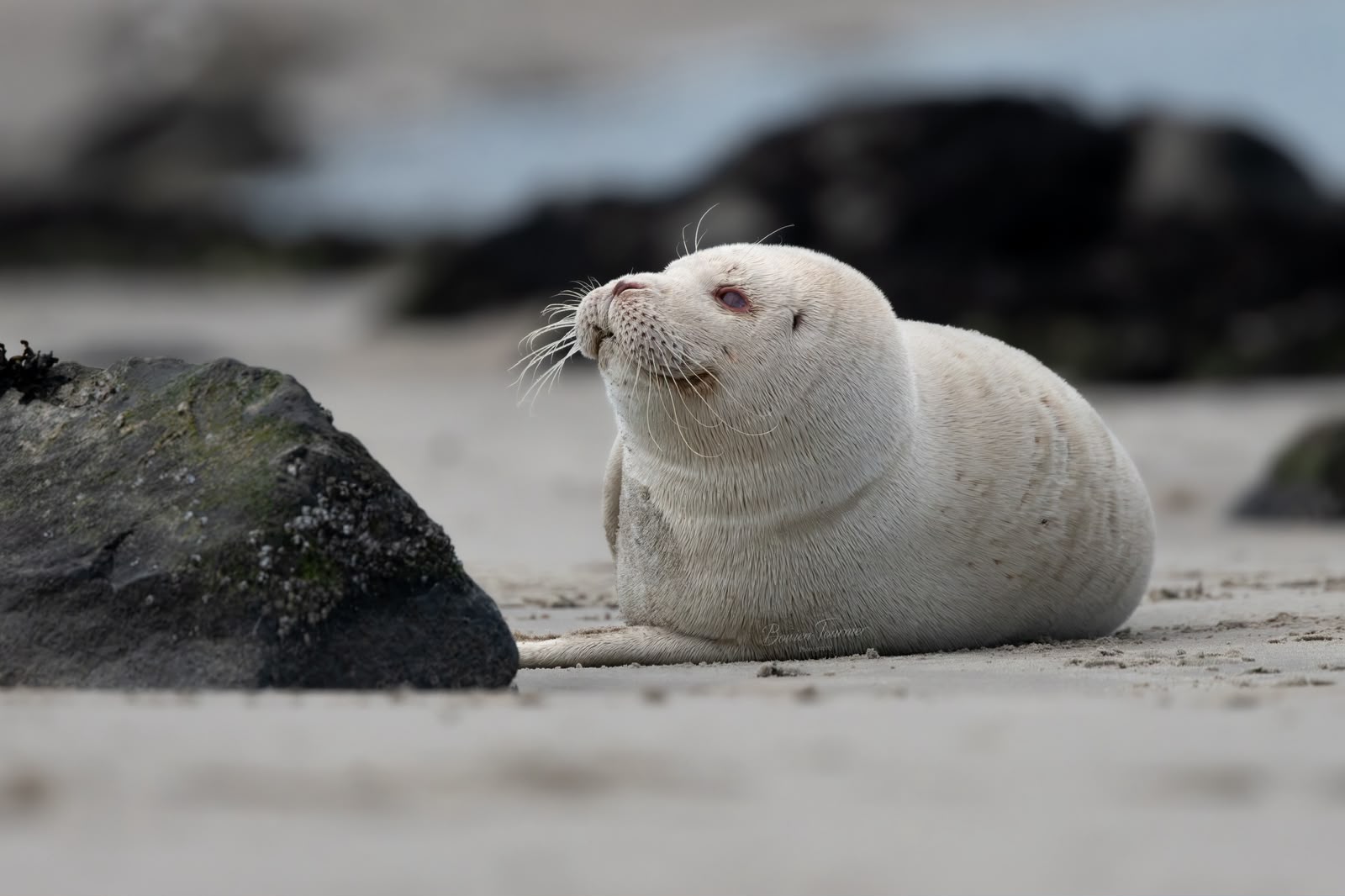 Zeldzame witte zeehond gespot op Zeeuws strand