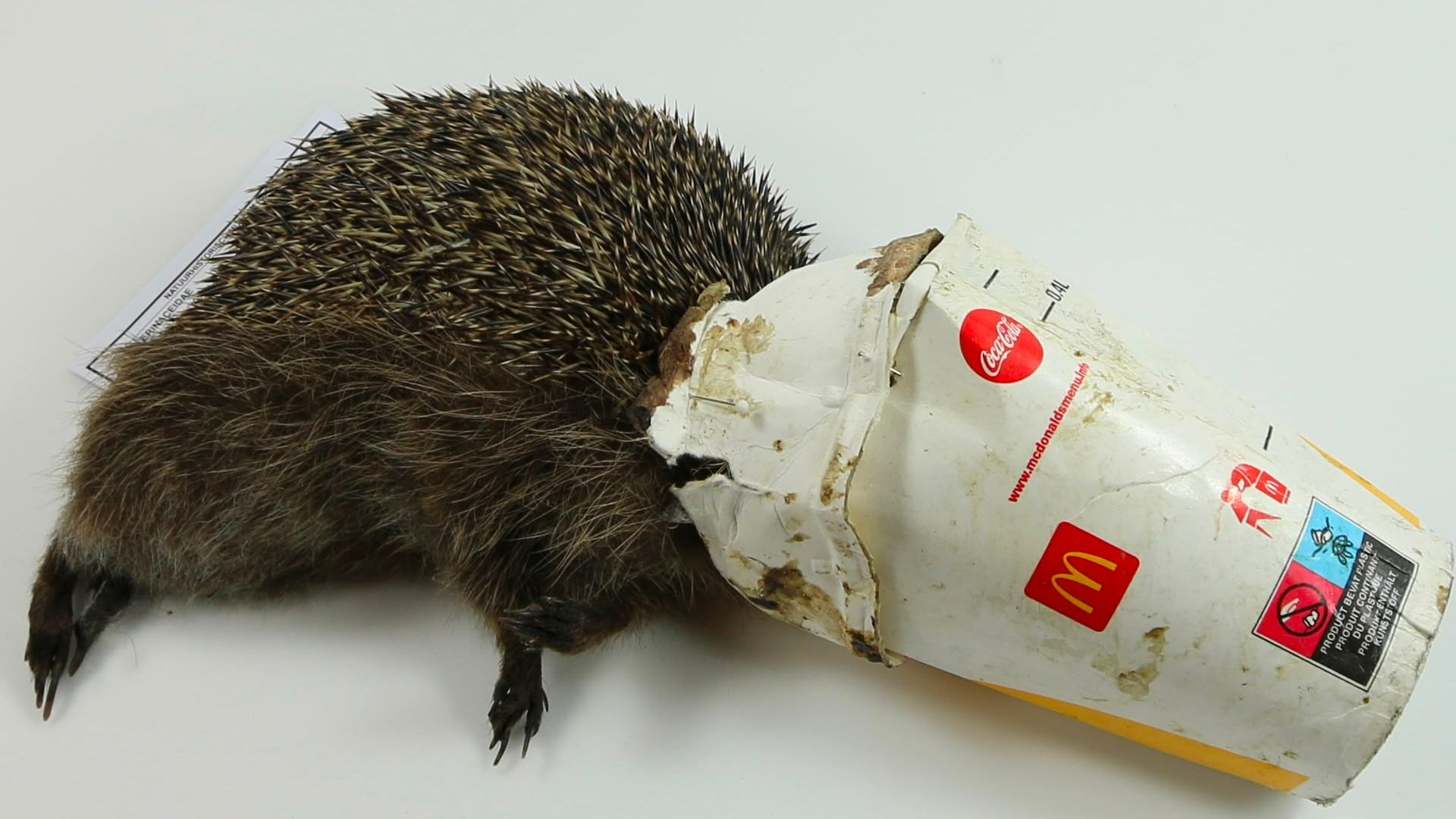 Egel verstrikt in een milkshakebeker.