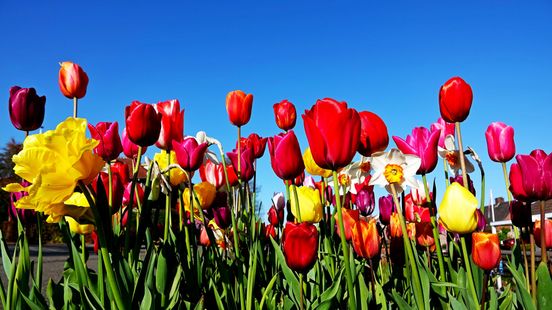 Het wordt voorlopig niet echt warm, maar de zon maakt veel goed Home