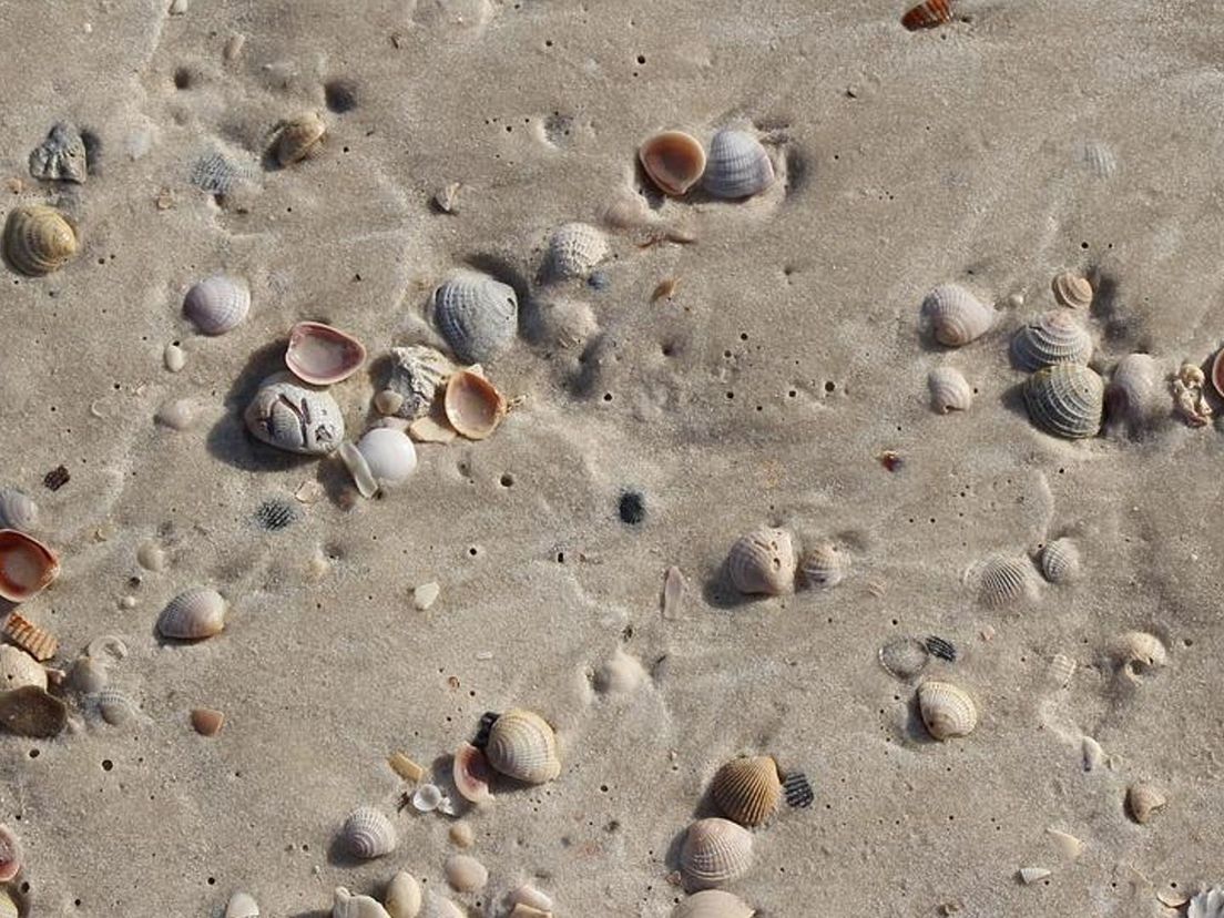 Schelpen op het strand