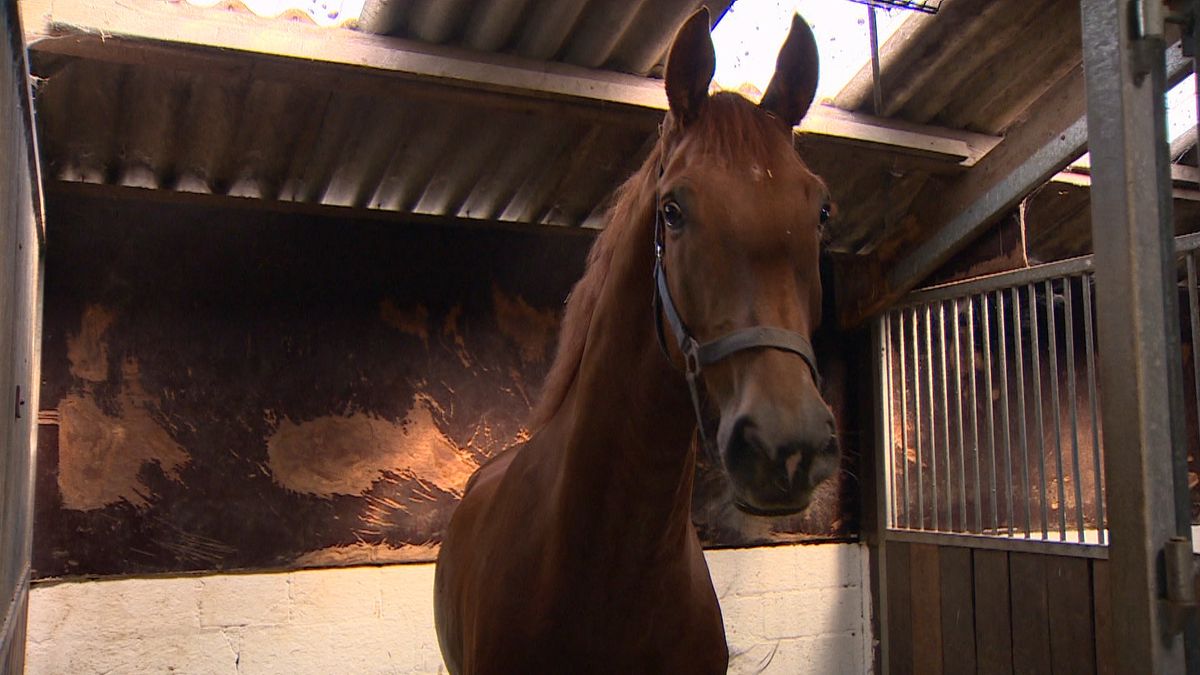 Herma en Jaap zijn Fokkers van het Jaar: 'Onverwacht, een verrassing en enorme waardering'