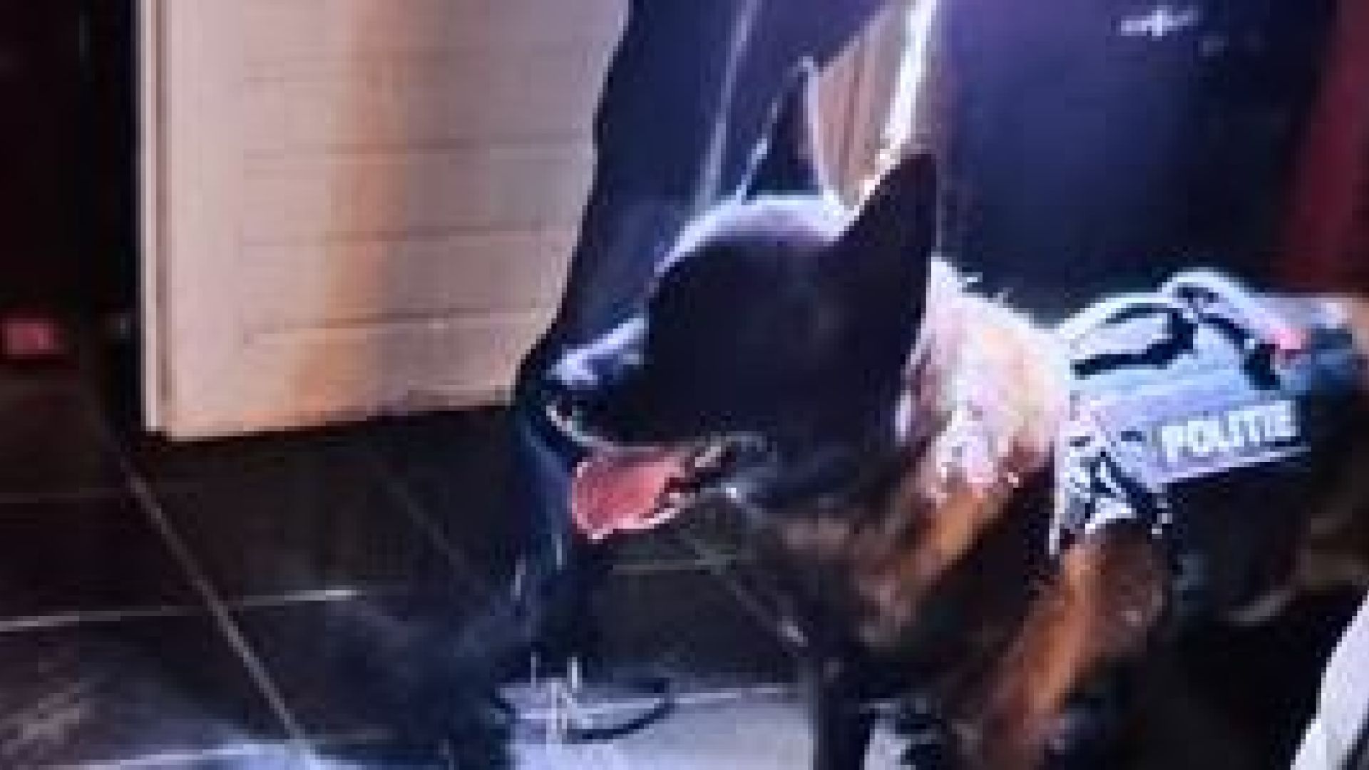 Politiehond helpt bij de arrestatie.