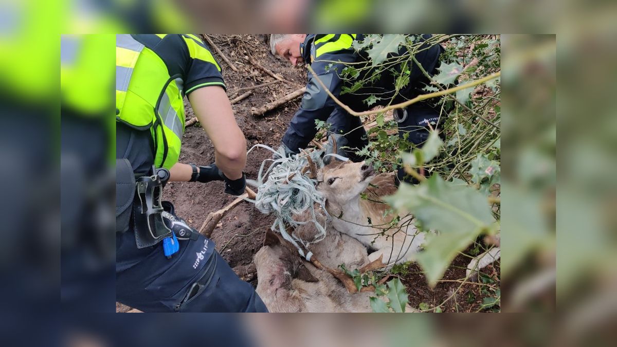 Twee damherten vast met nylon lint bij Katlijk: politie krijgt een levend vrij
