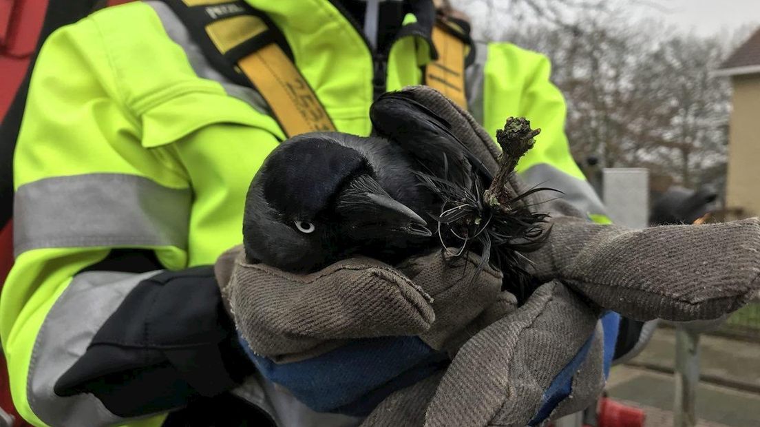 Kraai uit de knoop bevrijd