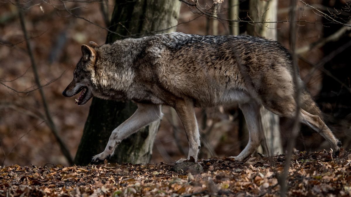 DNA toont aan: het waren wel echt wolven in Appelscha en Boornbergum