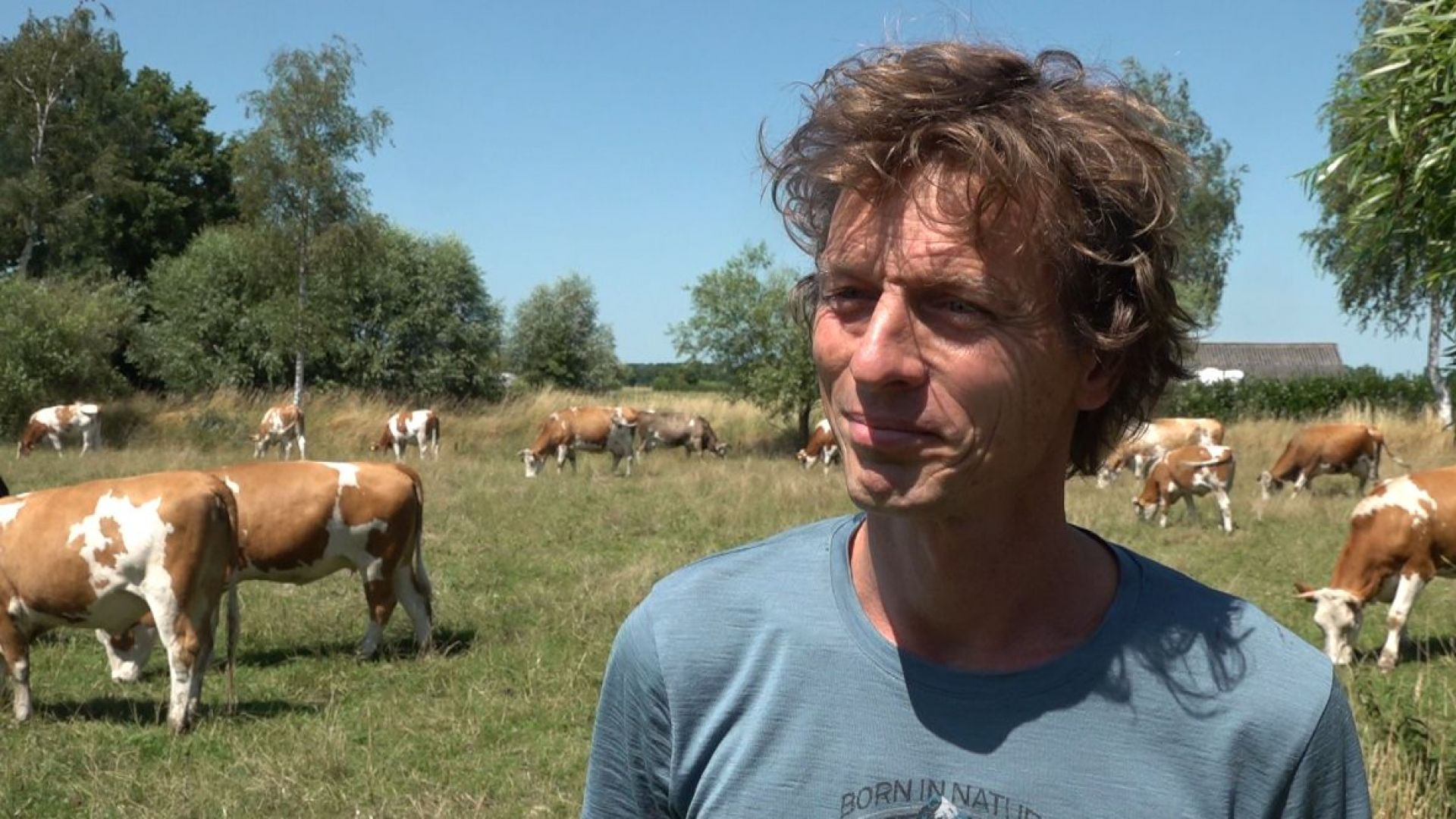 Deze Boer Laat De Kalfjes Bij Hun Moederkoe - Omroep Gelderland