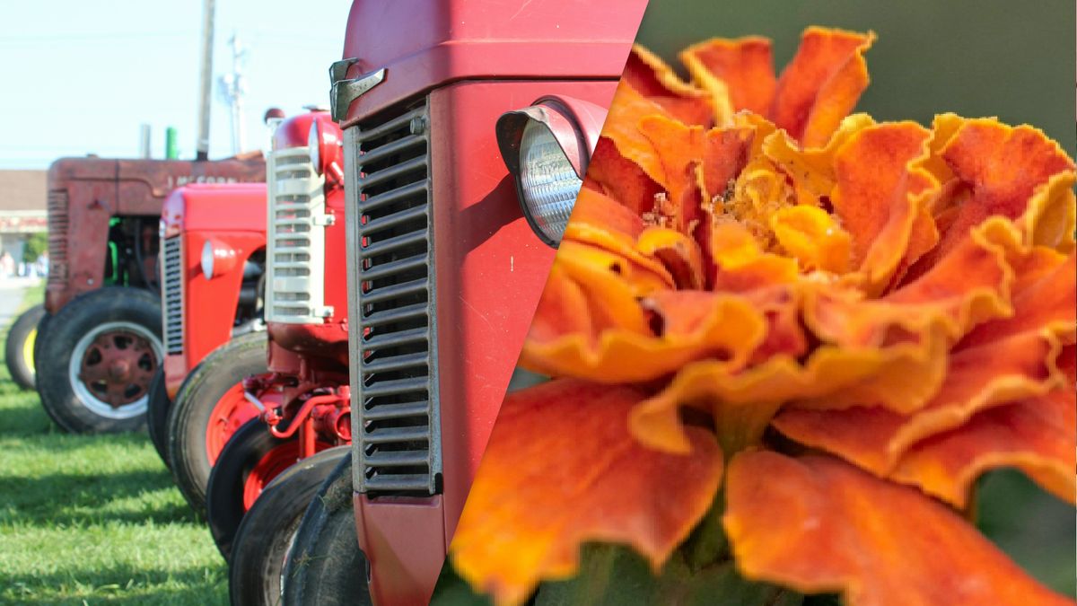 Eropuit dit weekend of op Koningsdag? Dit is er te doen in Fryslân