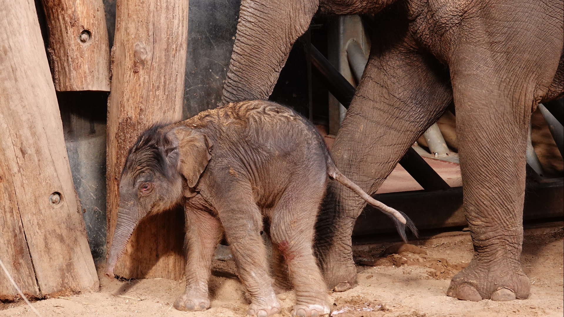 Olifantje geboren in Dierenpark Amersfoort