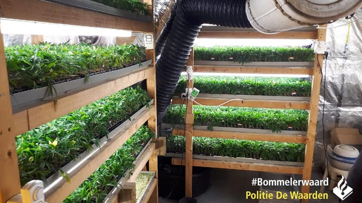 Politie stuit op 10.000 hennepstekjes in Zuilichem