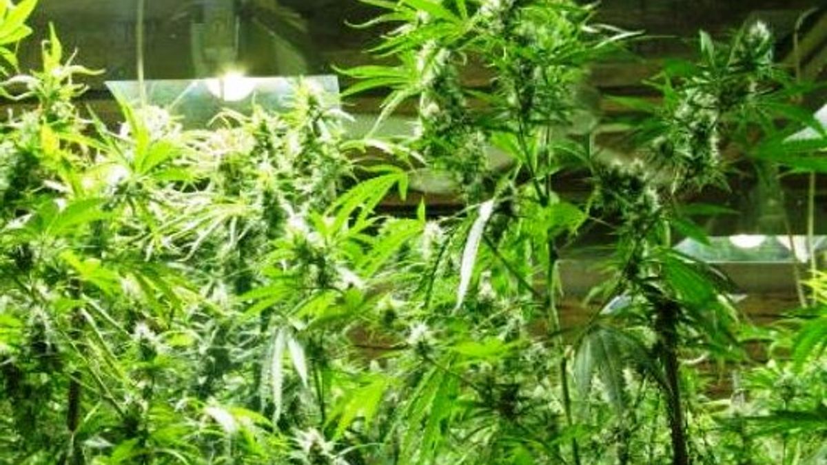 Plantage in woning Sint Odiliënberg