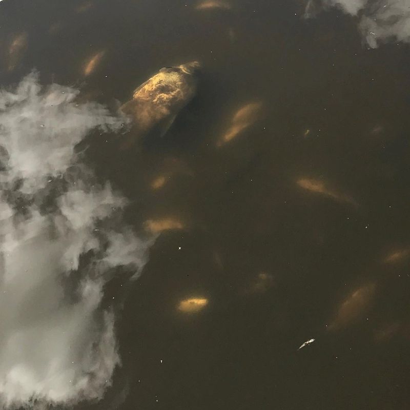 Duizenden Dode Vissen In Zwolse Vijver Levende Vissen Worden